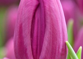 Tulipa Purple Flag (4)